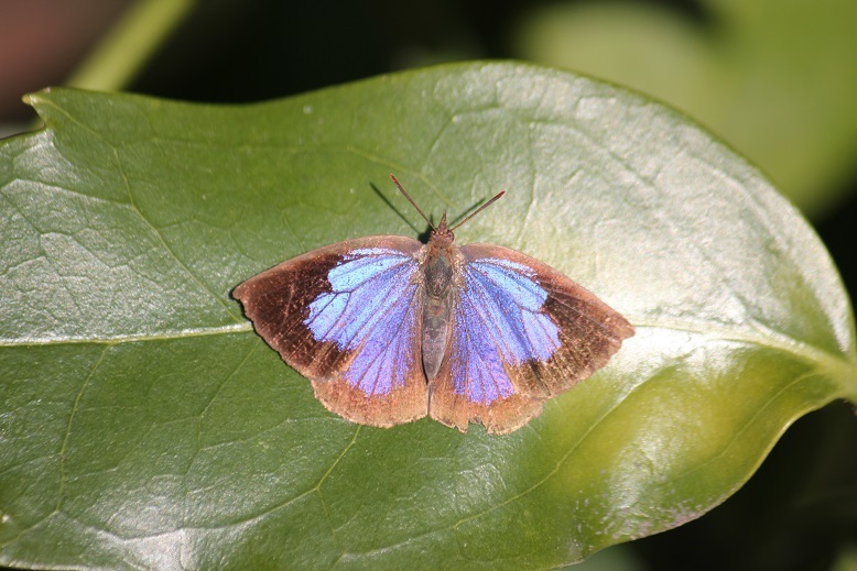 ムラサキシジミ