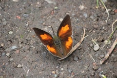 ウラギンシジミのオス