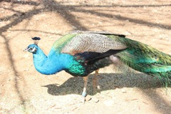 クジャク　多摩動物園