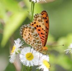 ツマグロヒョウモン