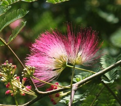 ネムノキの花