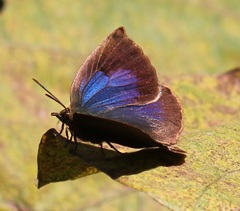 ムラサキシジミ