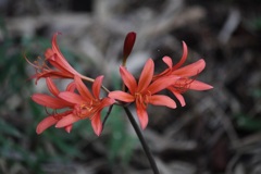 キツネノカミソリ