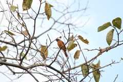 今年もジョビオくんがやって来た