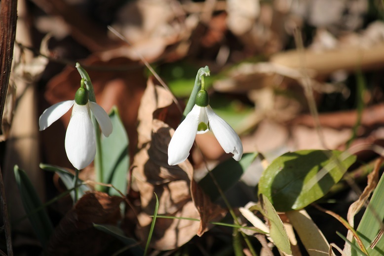 スノードロップ