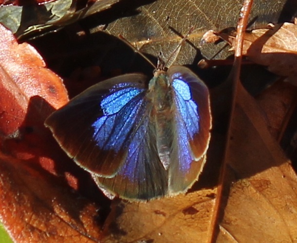 ムラサキシジミ