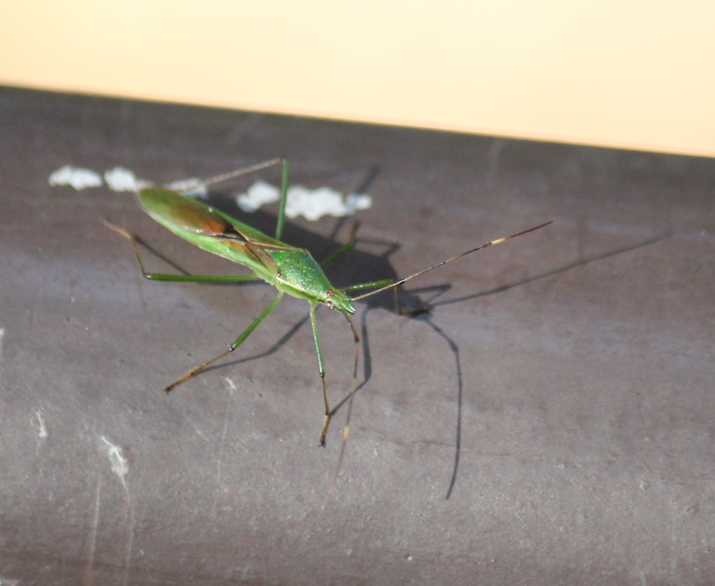 クモヘリカメムシ