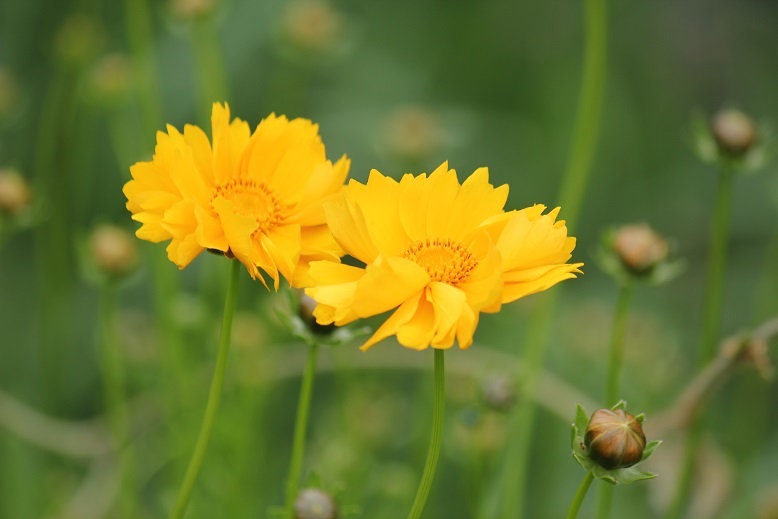 オオキンケイギク