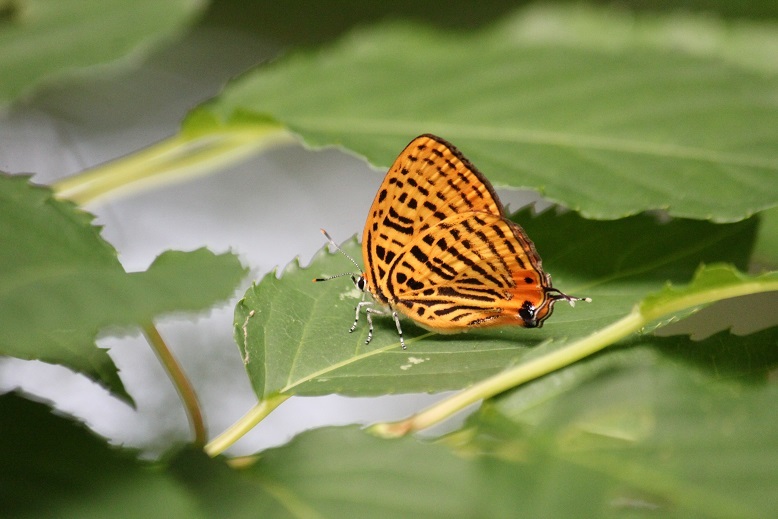 ウラナミアカシジミ