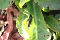 コガタルリハムシ