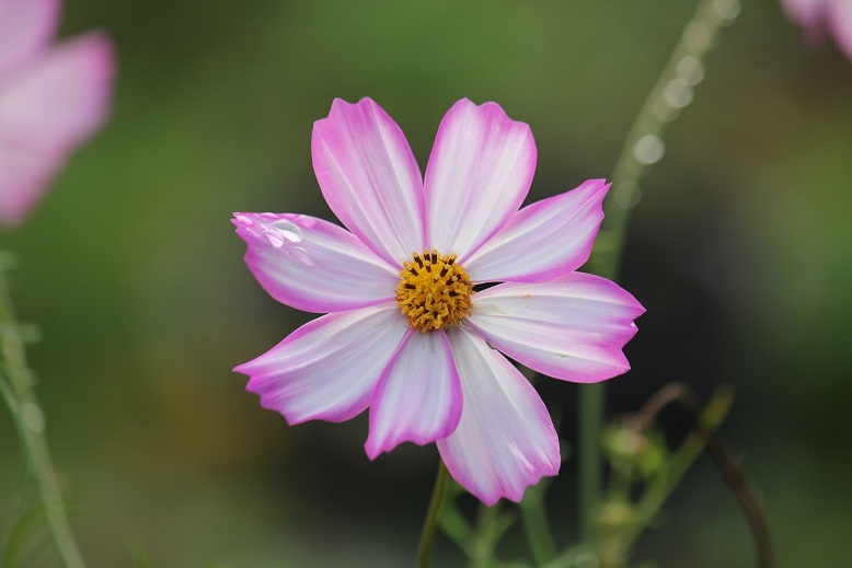 縁取りコスモス