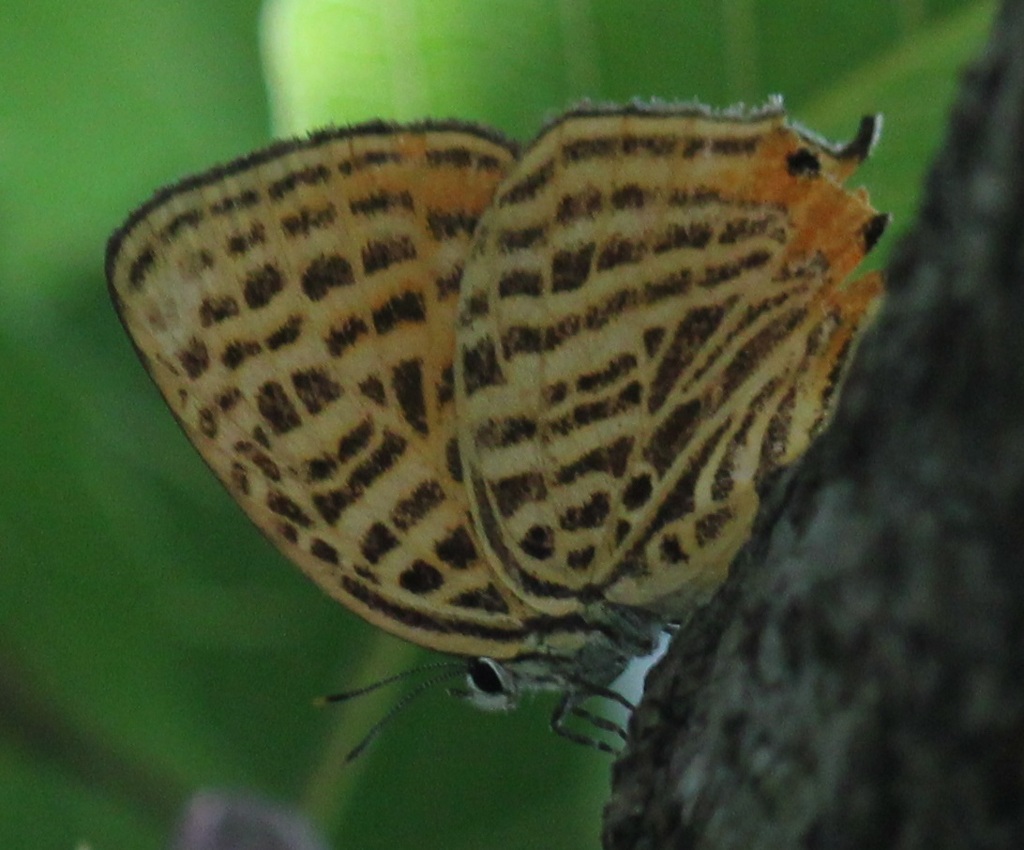 ウラナミアカシジミ