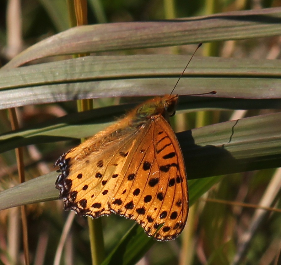 ツマグロヒョウモン　オス