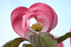 ハナミズキの花