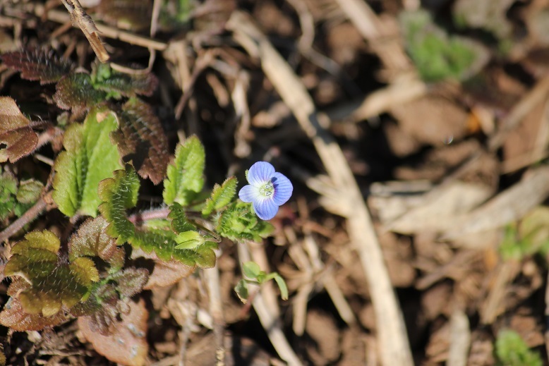 年末オオイヌノフグリ