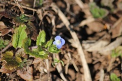 年末オオイヌノフグリ