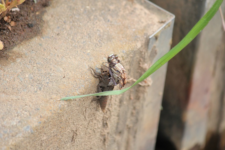 ヤマサナエ羽化1