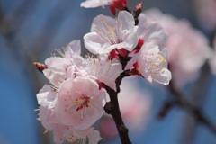 アンズの花