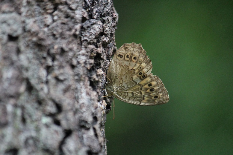 サトキマダラヒカゲ