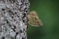 サトキマダラヒカゲ