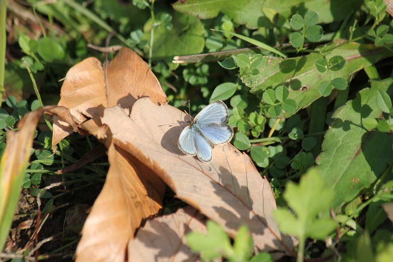 １２月ヤマトシジミ