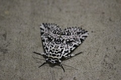 キバラケンモン