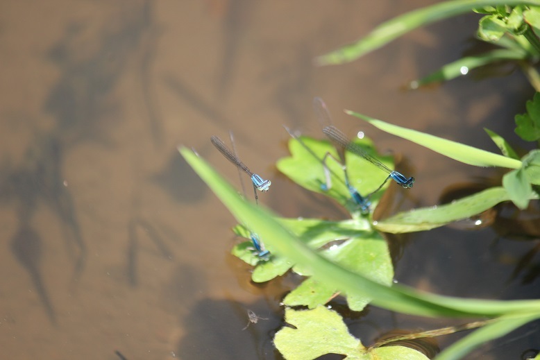 ホソミイトトンボ
