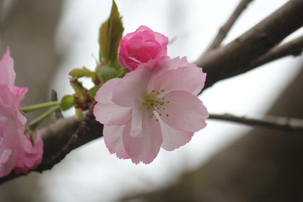 八重桜