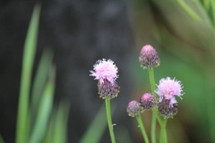 キツネノアザミ