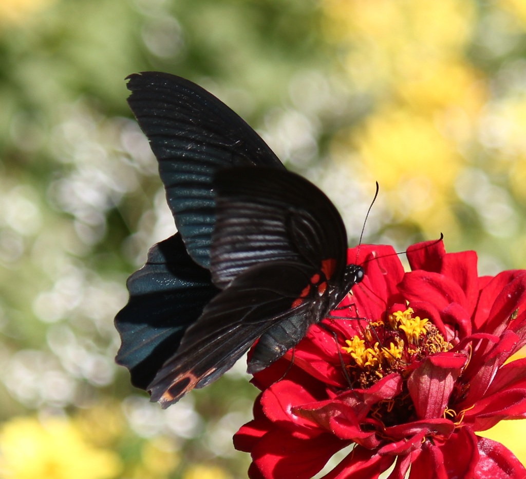 ナガサキアゲハ　オス