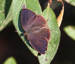 ムラサキツバメ　オス