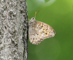 サトキマダラヒカゲ