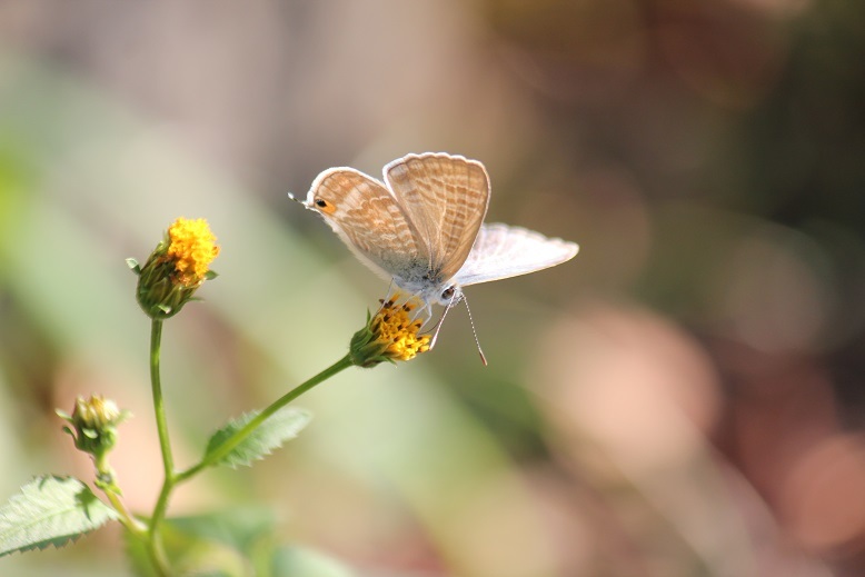 ウラナミシジミ