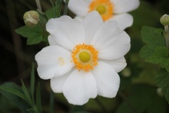 シュウメイギク