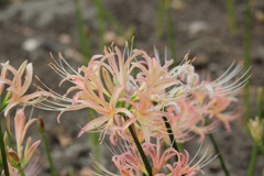 薄いピンクの彼岸花