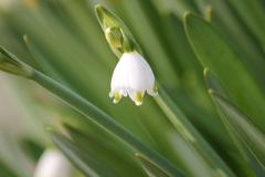 スノーフレーク