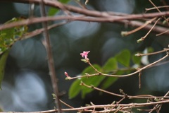 ウグイスカグラ