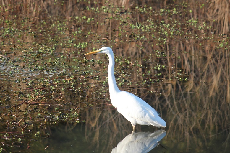 ダイサギ