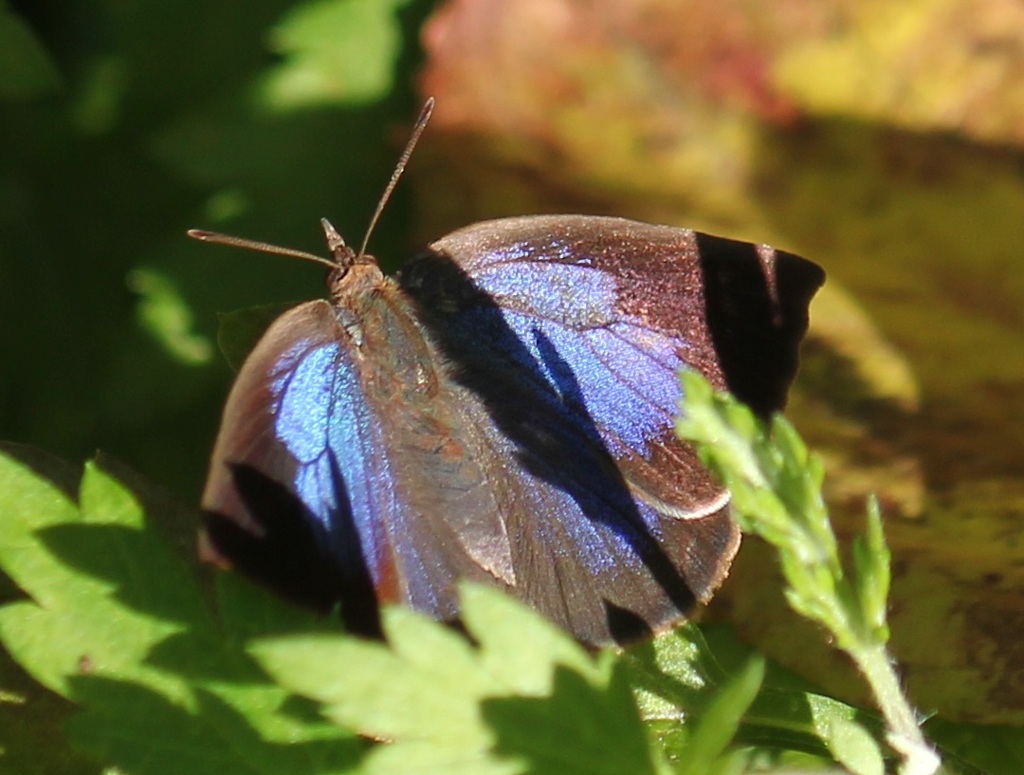 ムラサキシジミ