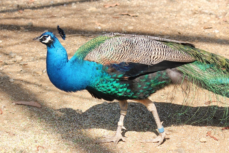 クジャク　多摩動物園