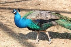 クジャク　多摩動物園