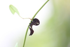アケビコノハの幼虫