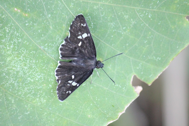 ダイミョウセセリ