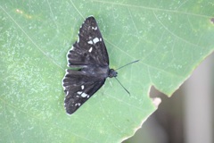 ダイミョウセセリ