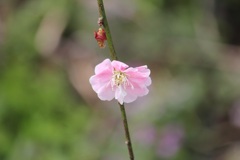 しだれ梅