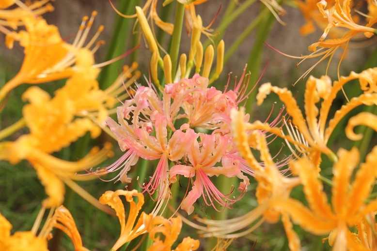ピンクの彼岸花