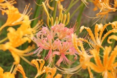 ピンクの彼岸花