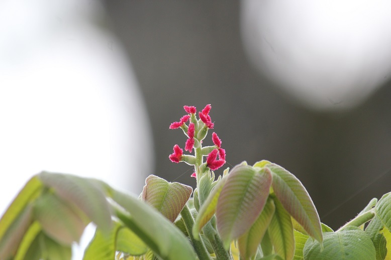 オニグルミの雌花