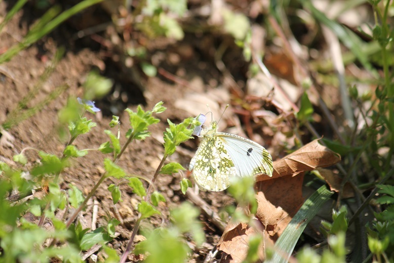 ツマキチョウ　オス