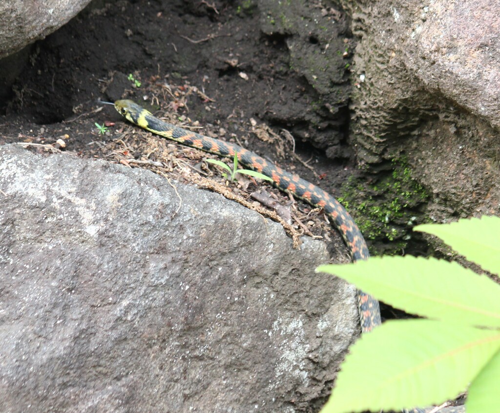 ヤマカガシ　幼蛇
